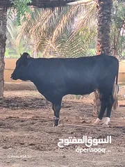  1 عجل نساوي اصلي