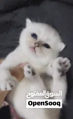  4 Pure Scottish/ بيور سكوتش