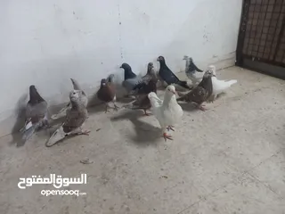  2 حمام مالطي جامبو البيع كوم بسعر حرق