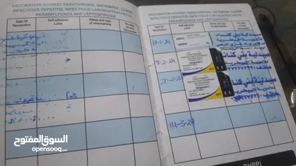  7 كلبة جاك رسل