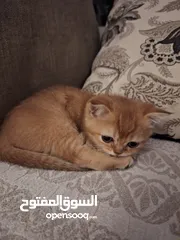  18 kittens for sale 60 days old    Scottish.