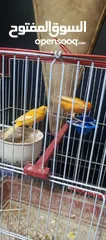  3 كنار بصلاه عالنبي