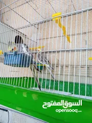  3 ببغاء كوكتيل ذكر وانثى مع قفص