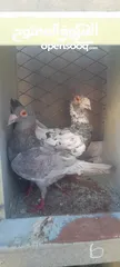  3 ثنين فحول زواجل للبيك