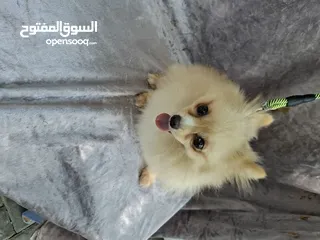  9 beautiful Teacup female pomeranian 8th months for sale