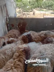  5 غنم خاروف بلدي