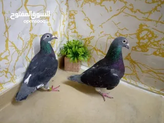  16 زاجل سباق أجواز منتجة وطبات جاهزة أبطال الابطالTob طيور نخبة تصليح وفوز من هواه أبطال المملكة للزاجل