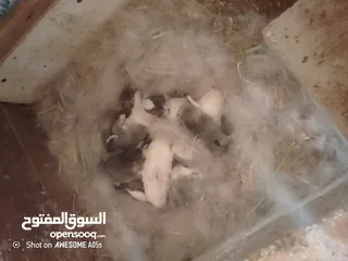  4 ارانب للبيع