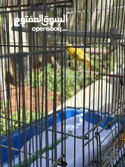  4 ثلث حبات كنار