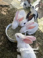  12 أرانب بصحة فوق الممتازه و مأكل ومشرب من افضل ما يكون مختلفة الأنواع و الأحجام والأعمار للبيع حصرا