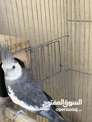  4 فحل كوكتيل وايت فيس