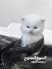  5 قطه + قط 70 قابل