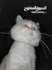  9 Cats for Adoption