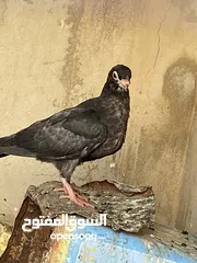  28 كوم حمام للبيع