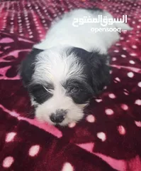  9 pure poodle  and pure shitzu  two types  2200 AED available بودل وشتزو