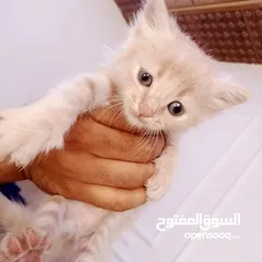  3 قطط اثني للبيع عمر شهر و 10 يام