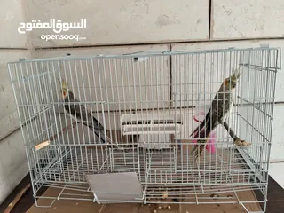  1 جوز كوكتيل للبيع