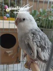  3 جوز كوكتيل وايت فيس للبيع او للبدل على جوز لاتينو