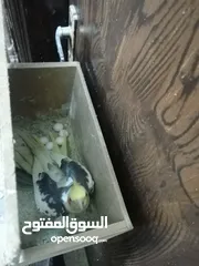  4 طيور كوكتبل للبيع