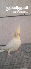  1 صلي على نبي طيور كوكتيل  للبيع مشكل الأعمار ونظافه وصحه  عنوان  طبربور ابو عليا