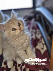  12 قطط ذكور عمر 3 اشهر واحد همالايا شوكليت بلو بوينت وواحد بريتش ريد عيون خضراء والاتنين شعر طويل ناعم