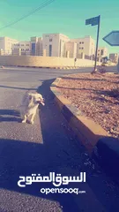 3 كلب لولو فوكس للبيع اليف