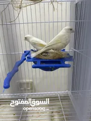  7 طيور مميزة للبيع