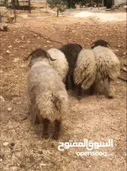  2 خرفان اضاحي