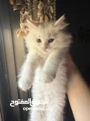  2 قطة شيرازي بيضاء ~ للبيع بسعر رمزي ^