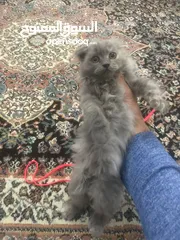  1 female Scottish Fold kitten