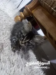  4 قطط للبيع$