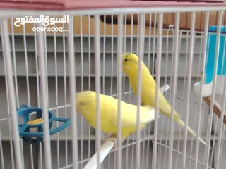  3 جوز حب تحتيه 6 بيضات مع القفص
