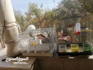  2 طيور نوع كنار فراخ وفحل و ذكور للبيع