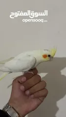  4 بسم الله ماشاء الله ببغاء كوكتيل لاتينو عين حمرا للبيع