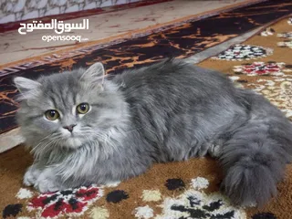  2 مكلف بنشر قطط ثنين نثايه سعر 70