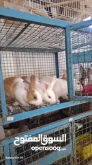  24 RABBIT FOR SALE