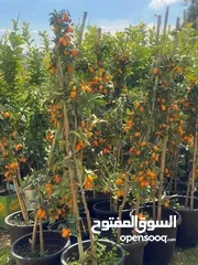  24 مشاتل السهل الاخضر الزراعيه تنسيق حدائق ومزارع