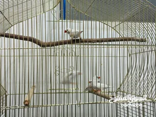  6 Finches Adult size 4 birds