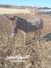  4 حمار غنم نخب اول ولا غلطه مخصي