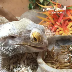  5 دود قبابي _ميل ورم _ Mealworm