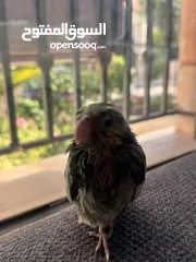  3 ببغاء الليف للبيع موقعه في خلدا