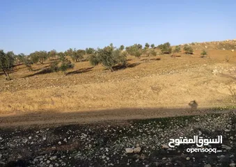  1 قطعة أرض للبيع دورا - دير العسل