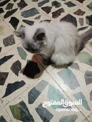 6 قطه انثى سكوتش فولد العمر 11شهر