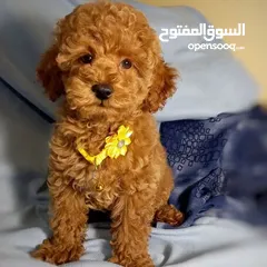  1 Toy Poodle puppies
