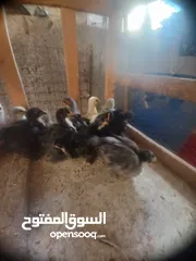  7 بسم الله ماشاء الله موجود  19 صوص كوشن مستوى جميل و2فرخ أرانب هجين بابيون