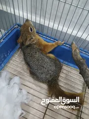  6 للبيع اليفة ونشطة وسهلة التربية عمر 7-6 اشهر بالصلاة على النبي لعشاق الحيوانات المميزة