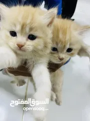  2 قطط شيرازيه ام مع ولادها للبيع