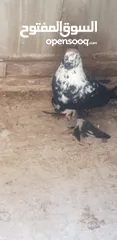  1 طيرة سكسفونية للبدل بلدي