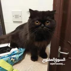  1 Free beautiful Persian female cat