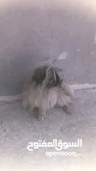  1 كلب زينه انثى